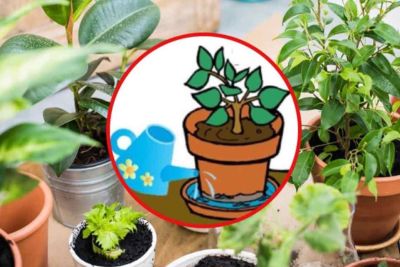Arrosez vos plantes d'intérieur par sa soucoupe une fois tous les 10 jours.