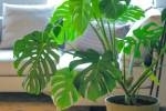 Améliorez la pureté de l’air de votre intérieur grâce aux plantes dépolluantes