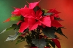 Fleurs et montages floraux pour les fêtes: les tendances en plantes et bouquets de Noël