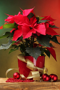 Aux fleurs de Mérode vous propose un large choix de fleurs, plantes et montages floraux pour les fêtes de fin d'année