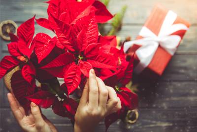 Aux Fleurs de Mérode propose des fleurs, comme le poinsettia ou l'hellébore, pour vos fêtes de fin d'année.