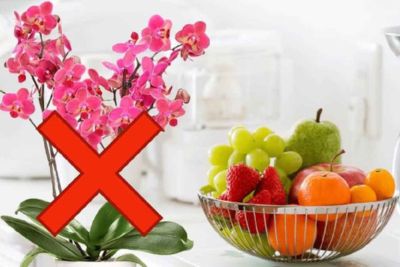 Image expliquant qu'il ne faut pas placer d'orchidée à côté d'une corbeille de fruits.