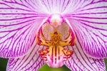 5 conseils pour prendre soin correctement de son orchidée d’intérieur