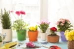 Conseils et astuces pour l’entretien de vos plantes fleuries en pots