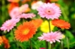 Les fleurs de saison conseillées pour vos commandes de fleurs en Belgique et ailleurs
