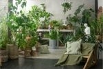 Les plantes idéales pour débuter la création de votre jungle urbaine