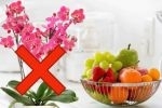 Quelques conseils pour bien prendre soin d’une orchidée en Belgique