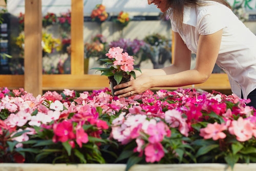 Fleurs colorées